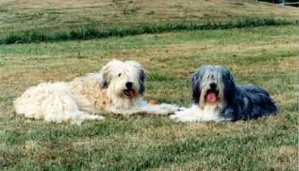 ali_esther2.jpg (19333 bytes)