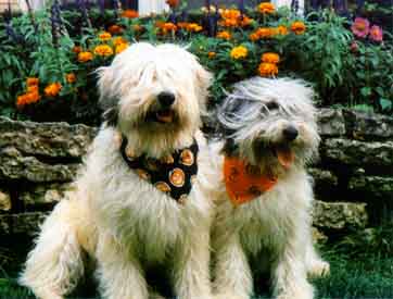 ali_esther3.jpg (23648 bytes)