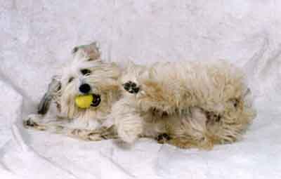 ali_sized.jpg (12018 bytes)