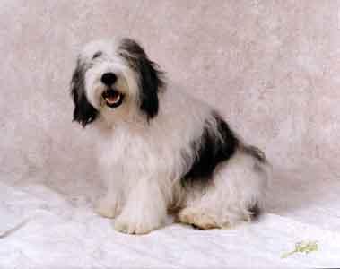 alex_prof2.jpg (12338 bytes)