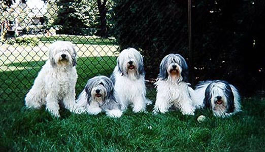 gang.jpg (54975 bytes)