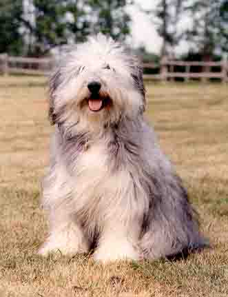 molly.jpg (17655 bytes)