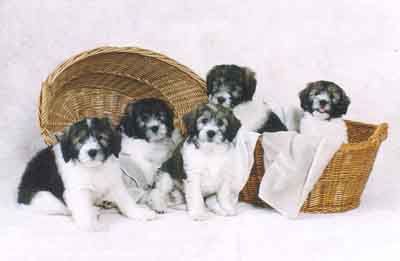 basket_web.jpg (14578 bytes)