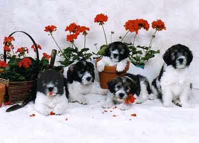 flowers3.jpg (20395 bytes)