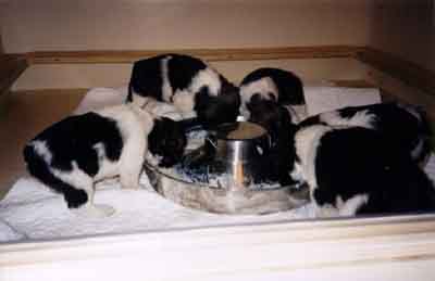 week4.1.jpg (13408 bytes)