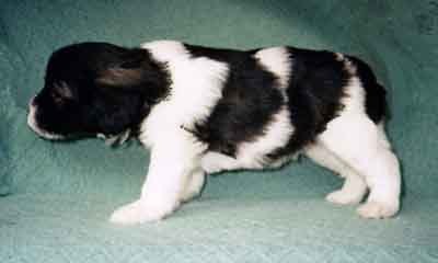 week4.10.jpg (12510 bytes)