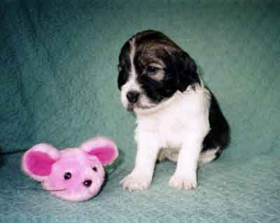 week4.11.jpg (14574 bytes)