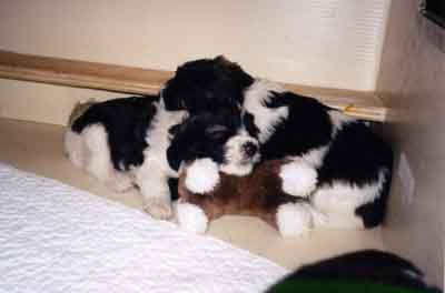 week4.2.jpg (13376 bytes)