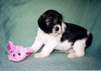 week4.3.jpg (13880 bytes)