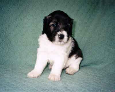 week4.4.jpg (13520 bytes)