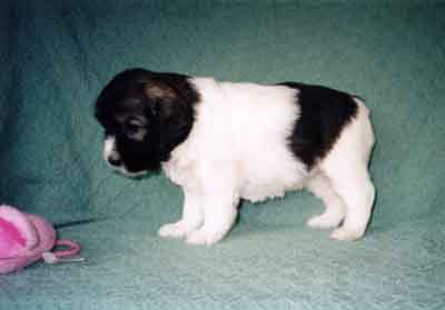 week4.5.jpg (12594 bytes)