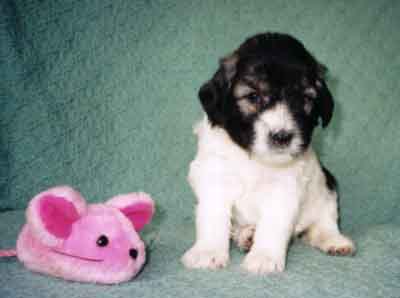 week4.6.jpg (13919 bytes)