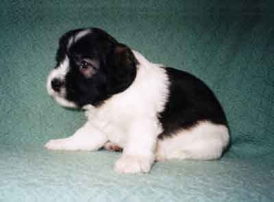 week4.7.jpg (12803 bytes)