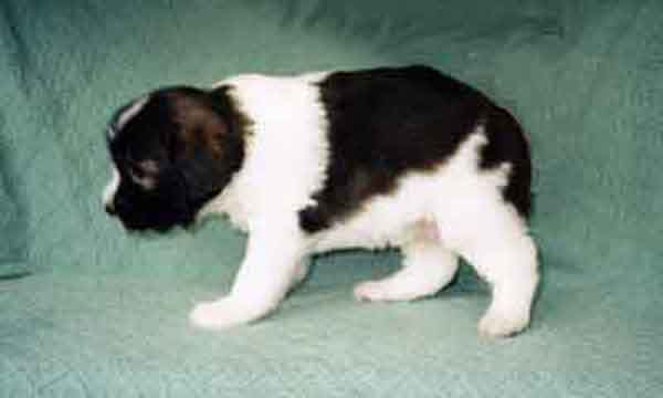 week4.8lg.jpg (15425 bytes)