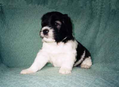 week4.9.jpg (13196 bytes)