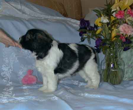 week5.5.jpg (18699 bytes)