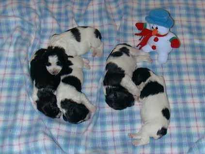 1week1.jpg (22826 bytes)