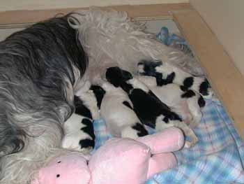 1week2.jpg (17664 bytes)