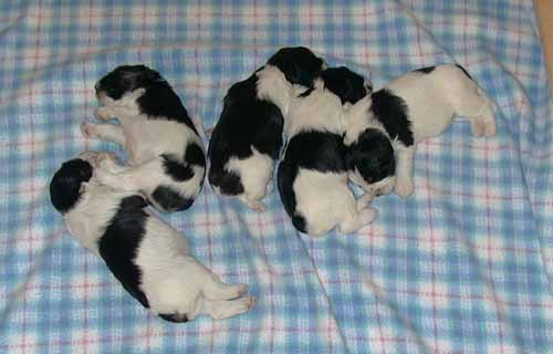 2week1.jpg (24649 bytes)