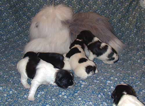 2week4.jpg (37656 bytes)