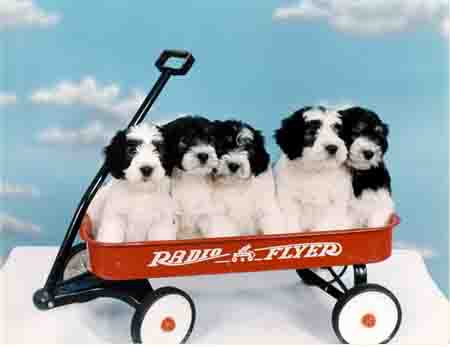 radio_flyer.jpg (15922 bytes)