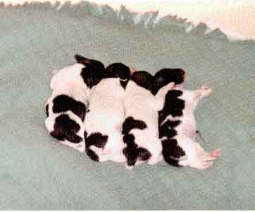 babies1day.jpg (15627 bytes)