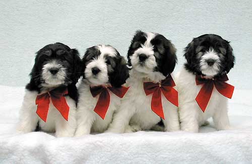 rubys_litter.jpg (28759 bytes)