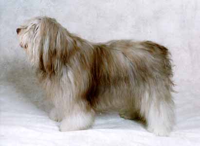 1merlin.jpg (15552 bytes)